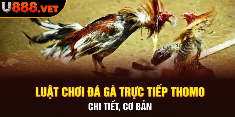 Luật chơi đá gà trực tiếp Thomo chi tiết, cơ bản